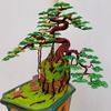 bonsai_sunny