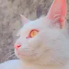anayaparacha