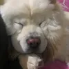 dearedds_