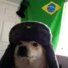 dogobr