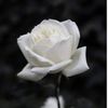 letyflores939
