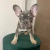 bronx_frenchbulldog