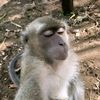 mfashailham