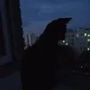 a6n0n0