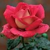 ummali254
