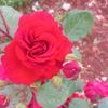 amaneamr12