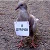 zaebalas_cyka