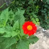camnhung813