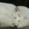 arcticfox977