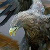 magomed343