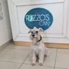 rizzoscan.com