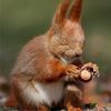 blind__squirrel