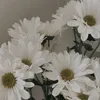 cheriaps