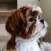 alok_shitzu01