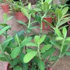 caythachanh