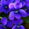 violetsenja819