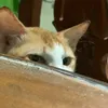 rqyvnn