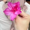 flowerxx00