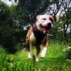 sunnythestaffy1