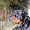 aslan_the_rott