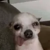 eybisiduh