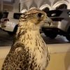 ma_alshamsi0