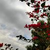 rahaaf_qat