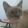 shanluvcat4
