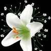 narcissusflower790