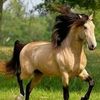 abdul.salam3988
