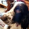 springer_spaniellover15
