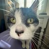 ms.figaro