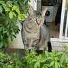 alyce_osmanthe