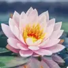 deno__kungul