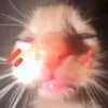 cat_singer2