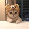 thecat_cosmos
