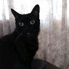 theohiocatwhisperer