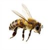thesemifamousbee