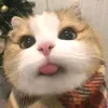 _nqaa_