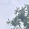 smilingrcn