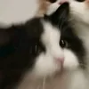 skibidirizzp