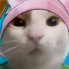 verybigcat07