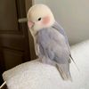 sambalbelaado