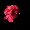 for_ahirah