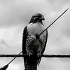 haifaramzi2
