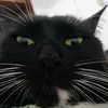 ra_rosa09