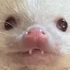 iemmagoblin