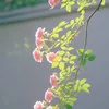 nhung_tn09