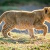 littlelion624
