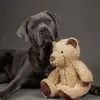 canecorso_erna